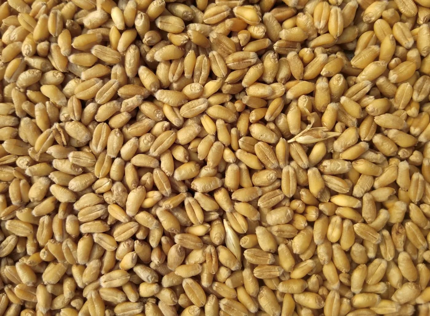 Sementes de cereal em close, prontas para o plantio
